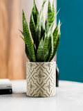 Cachepot marfim com relevo floral impresso em 3D